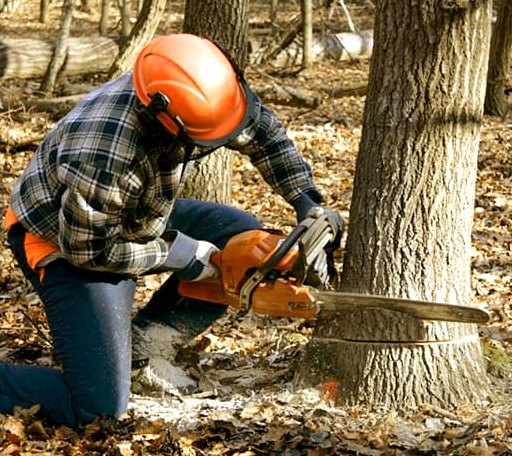 Tree Removal in Dresden, ME